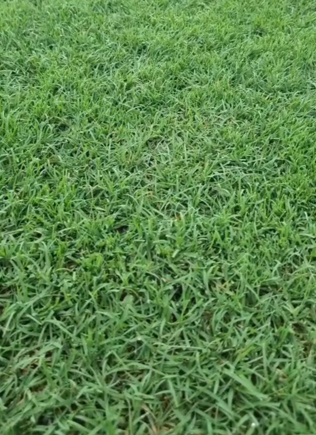 Bermudas