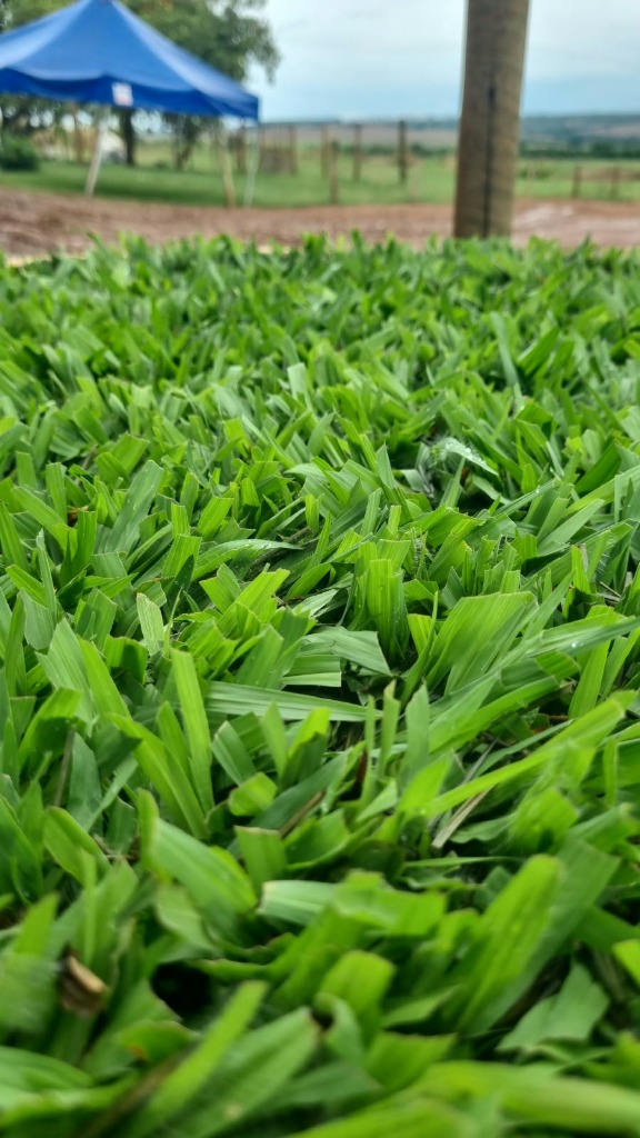 Plantio de grama em Brasília DF