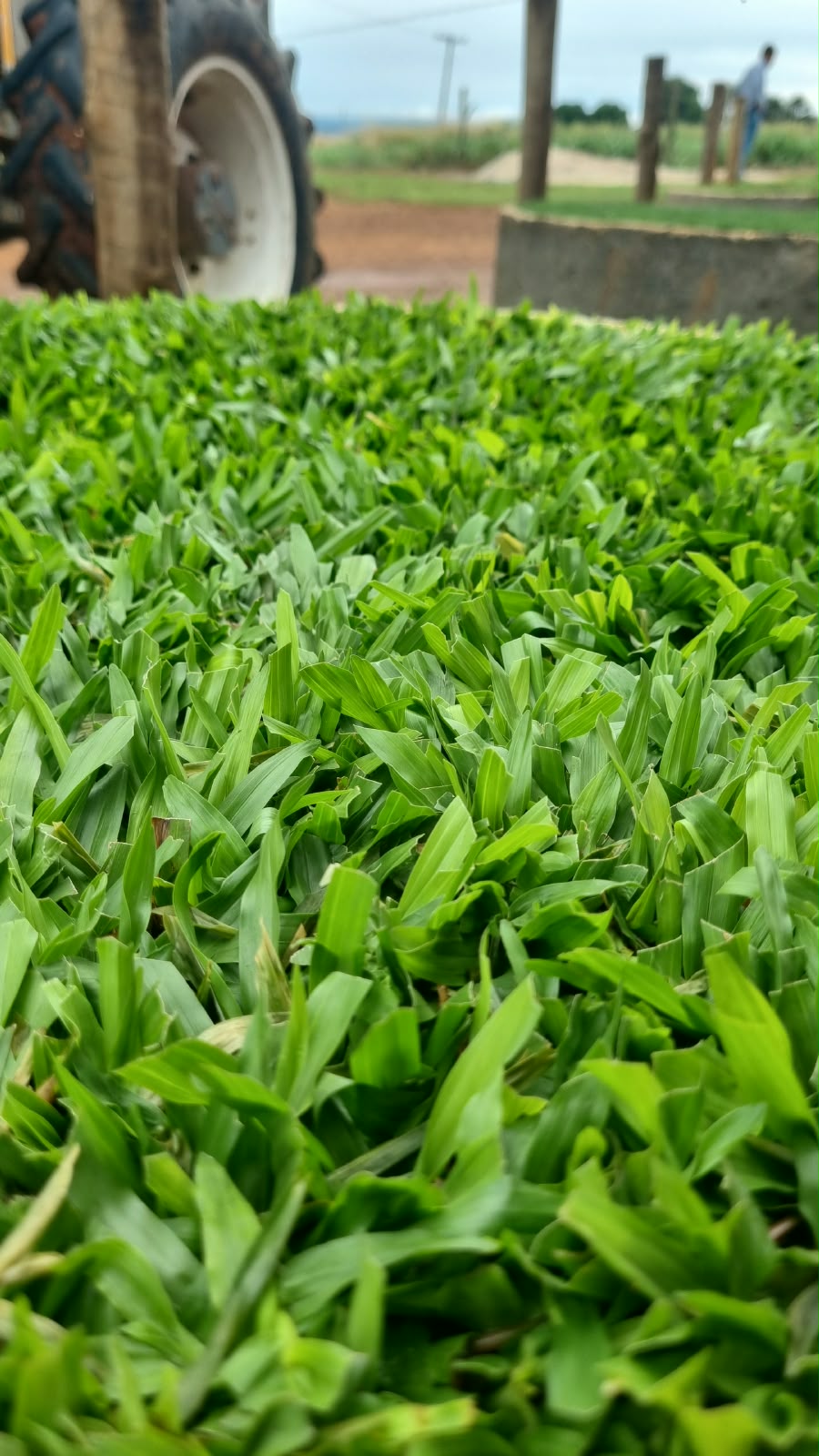São Carlos