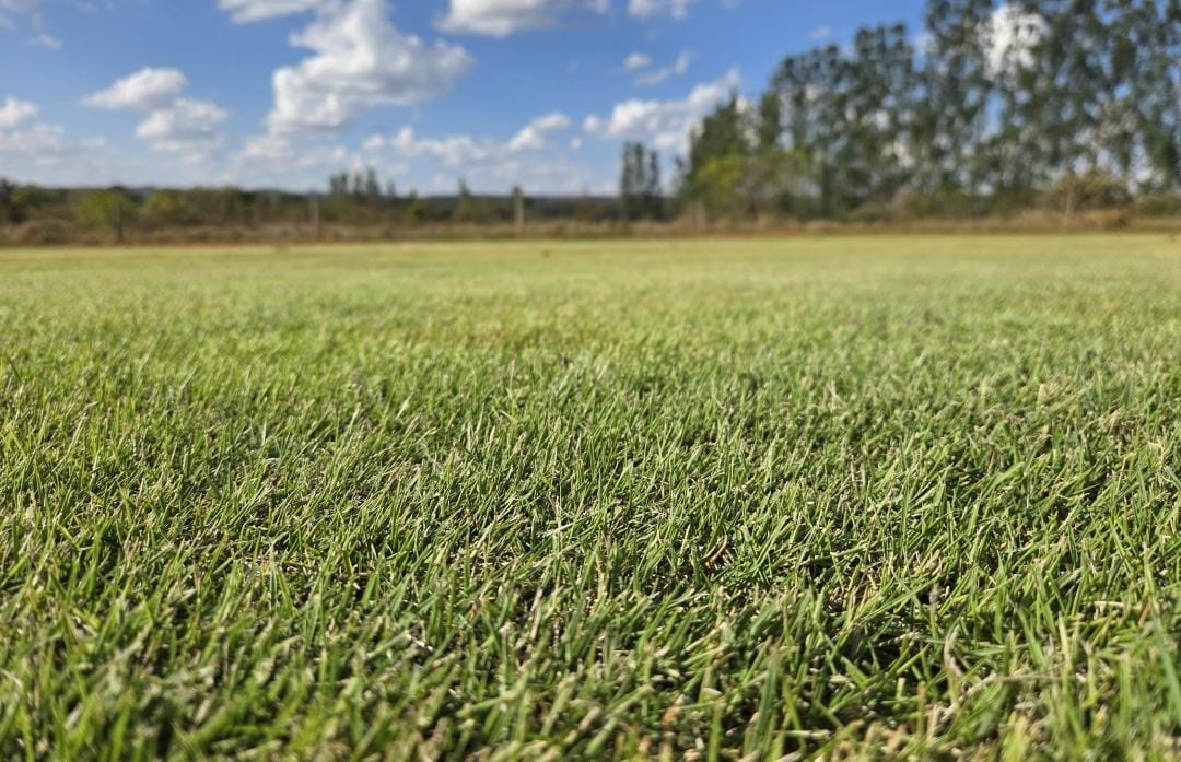 Zeon Zoysia